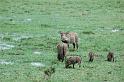 Wart hogs